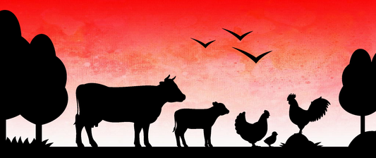 No Chicken Variety Pack