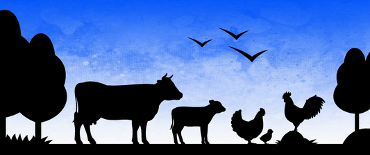 Celebration Variety Pack