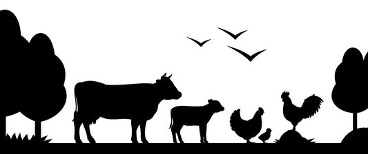 Everyday Variety Pack