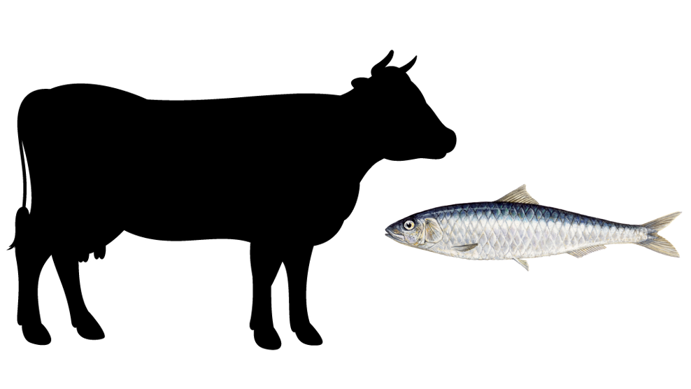 Beef & Sardine image 0