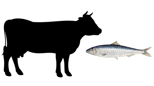 Beef & Sardine image 0