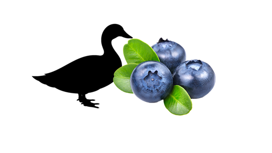 Duck & Blueberry image 0
