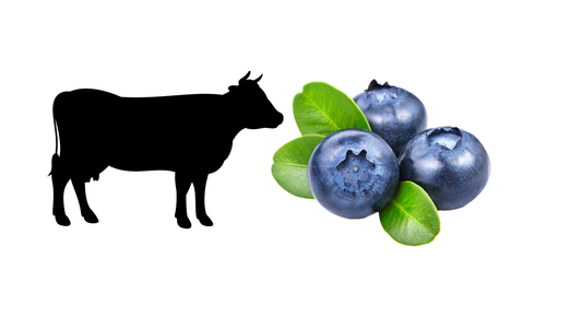 Beef & Blueberry